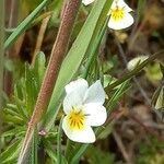Viola arvensis Flor