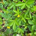 Potentilla simplex Leaf