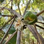 Annona muricata 果實