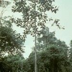 Artocarpus elasticus Hábito