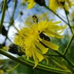 Sonchus canariensis Egyéb