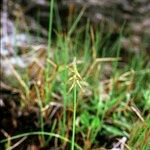 Carex microglochin ശീലം