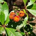 Arbutus unedoПлод