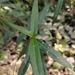 Persicaria decipiens 葉