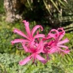 Nerine sarniensis Çiçek