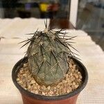Tephrocactus alexanderi Hoja