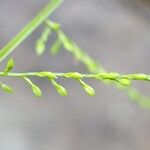 Acroceras elegans Fruitua
