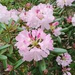 Rhododendron hyperythrum Virág