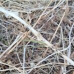 Allium polyanthum বাকল