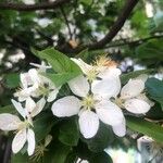 Malus spectabilis Квітка