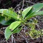 Alstonia costata Hàbitat