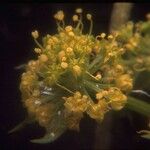 Lomatium dasycarpum Цвят