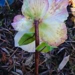 Helleborus niger Blomst