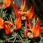 Lotus pyranthus Fleur