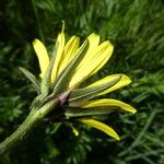 Tragopogon orientalis Flower