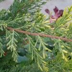 Cupressus lusitanicaপাতা