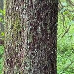 Picea brachytyla Corteza