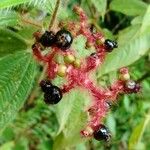 Miconia lacera Fruit