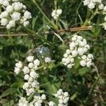 Parthenium integrifolium Çiçek