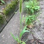 Setaria viridis 花