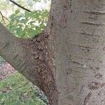 Zelkova carpinifolia Bark