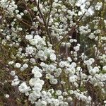 Spiraea prunifolia 花