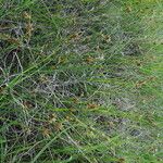 Rhynchospora fusca Autre