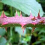 Rubus albionis Bark