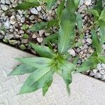 Persicaria lapathifolia Ліст