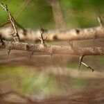 Flacourtia indica Bark