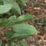 Baphia pubescens Φύλλο