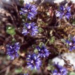 Veronica nummularia 花