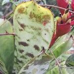 Aechmea chantinii Leaf