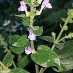 Scutellaria ovata Flower