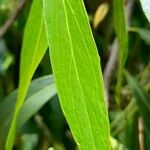 Quillaja lancifolia