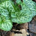 Arum italicum Feuille