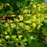 Ribes alpinum Virág