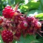 Rubus phoenicolasius Fruit