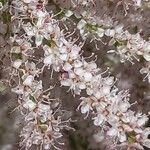 Tamarix parviflora Flor