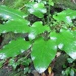 Cardiocrinum cordatum Leaf