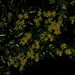 Azara lanceolata Flor