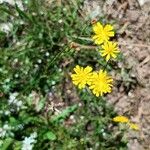 Crepis micranthaFlower