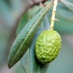 Olea europaeaMeyve