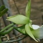 Angraecum eichlerianum Flor