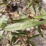 Amaranthus muricatus Leaf