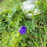 Campanula scheuchzeriFlower