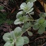 Plectranthus ornatus Leaf