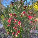 Erica discolor Flor