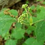 Viburnum acerifolium Fruit