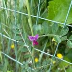 Vicia segetalis पत्ता